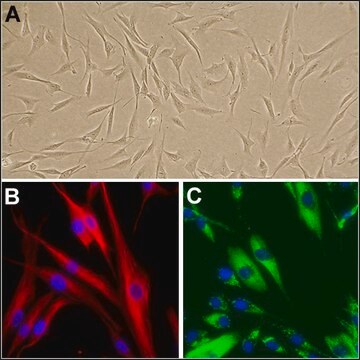 Ludzkie fibroblasty skórne: HDF, dorosłe