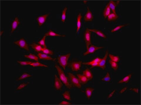 Monoclonal Anti-Hsf1 - Apc antibody produced in rat clone 4B4, purified immunoglobulin