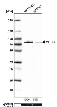 Anti-MLLT3 antibody produced in rabbit Prestige Antibodies&#174; Powered by Atlas Antibodies, affinity isolated antibody, buffered aqueous glycerol solution