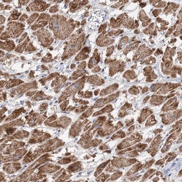 Anti-PPP2R3A antibody produced in rabbit Prestige Antibodies&#174; Powered by Atlas Antibodies, affinity isolated antibody, buffered aqueous glycerol solution