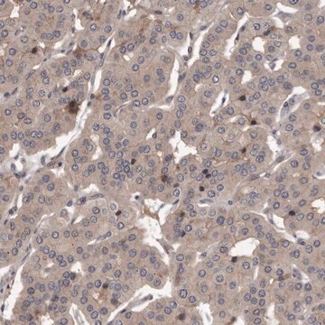 Anti-PRKD1 antibody produced in rabbit Prestige Antibodies&#174; Powered by Atlas Antibodies, affinity isolated antibody, buffered aqueous glycerol solution