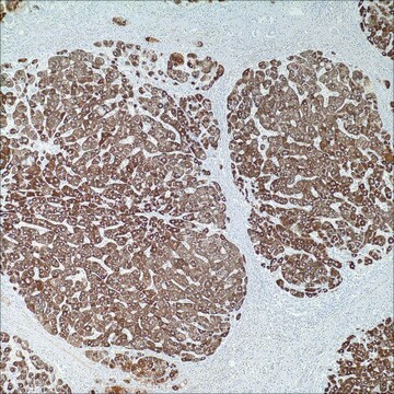 Hepatozytenspezifisches Antigen (Hep Par-1) (OCH1E5) Mouse Monoclonal Antibody