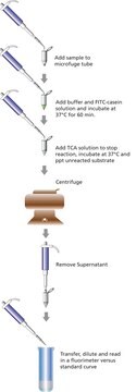 Protease-Fluoreszenz-Detektionskit high sensitivity assay