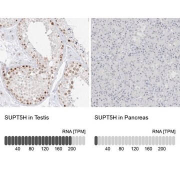 Anti-SUPT5H antibody produced in rabbit Prestige Antibodies&#174; Powered by Atlas Antibodies, affinity isolated antibody, buffered aqueous glycerol solution