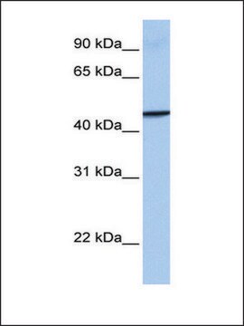 Anti-GBP4 antibody produced in rabbit affinity isolated antibody