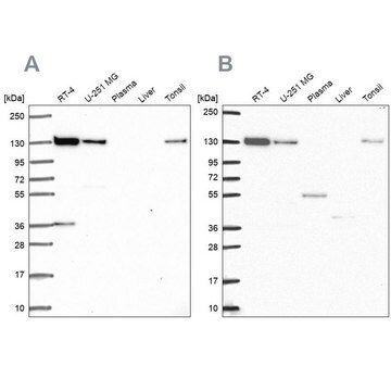 Anti-CAND1 antibody produced in rabbit Prestige Antibodies&#174; Powered by Atlas Antibodies, affinity isolated antibody, buffered aqueous glycerol solution