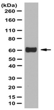 Anticorpo anti-occludina from rabbit, purified by affinity chromatography