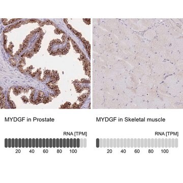 Anti-MYDGF antibody produced in rabbit Prestige Antibodies&#174; Powered by Atlas Antibodies, affinity isolated antibody, buffered aqueous glycerol solution