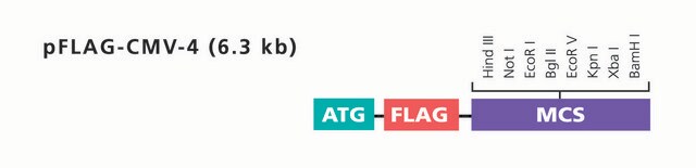 pFLAG-CMV-4 Expression Vector shuttle vector for intracellular transient or stable expression of N-terminal Met-FLAG