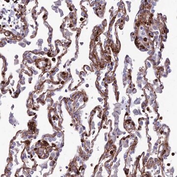 Anti-COL6A6 antibody produced in rabbit Prestige Antibodies&#174; Powered by Atlas Antibodies, affinity isolated antibody, buffered aqueous glycerol solution