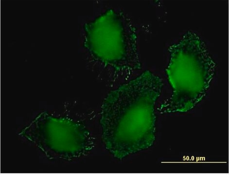 Monoclonal Anti-TLR9 antibody produced in mouse clone 1E8, purified immunoglobulin, buffered aqueous solution