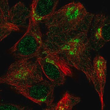 Anti-VPS54 antibody produced in rabbit Prestige Antibodies&#174; Powered by Atlas Antibodies, affinity isolated antibody