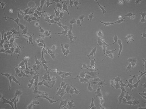 Humane LOX- IMVI-Melanom-Zelllinie LOX-IMVI human melanoma cell line is an excellent model for probing mechanisms of metastasis and for evaluation of chemotherapies.