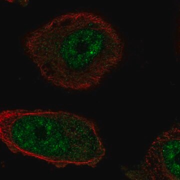 Anti-RTEL1 antibody produced in rabbit Prestige Antibodies&#174; Powered by Atlas Antibodies, affinity isolated antibody