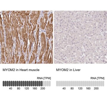 Anti-MYOM2 antibody produced in rabbit Prestige Antibodies&#174; Powered by Atlas Antibodies, affinity isolated antibody, buffered aqueous glycerol solution