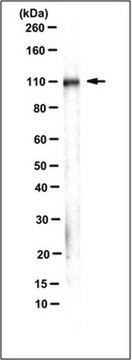 抗-整合素&#946;1，克隆AIIB2（无叠氮化物）抗体 clone AIIB2, 1&#160;mg/mL, from rat