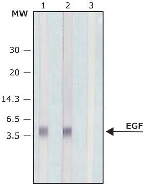 Anti-Epidermal Growth Factor antibody, Mouse monoclonal clone EGF-10, purified from hybridoma cell culture