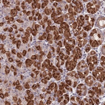 Anti-PEX7 antibody produced in rabbit Prestige Antibodies&#174; Powered by Atlas Antibodies, affinity isolated antibody, buffered aqueous glycerol solution