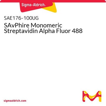 Monomeres SAvPhire-Streptavidin-Alpha-Fluor-488