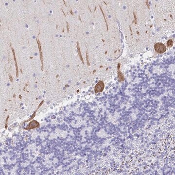 Anti-PRKCG antibody produced in rabbit Prestige Antibodies&#174; Powered by Atlas Antibodies, affinity isolated antibody, buffered aqueous glycerol solution