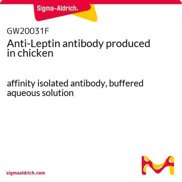 Anti-Leptin antibody produced in chicken affinity isolated antibody, buffered aqueous solution