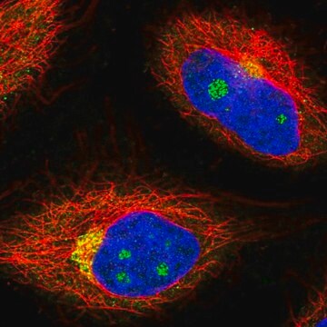 抗-NCOA4 兔抗 Prestige Antibodies&#174; Powered by Atlas Antibodies, affinity isolated antibody