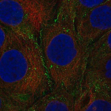 Anti-Lep Antibody Produced In Rabbit Prestige Antibodies&#174; Powered by Atlas Antibodies, affinity isolated antibody, buffered aqueous glycerol solution