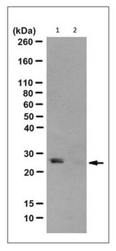 抗-N3-磷酸组氨酸（3-pHis）抗体，克隆SC39-6 clone SC39-6, from rabbit