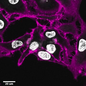 BioTracker&#8482;-MemBright-640-Lebendzellfarbstoff