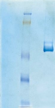 Vitronectin, Human Purified Protein