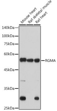 Anti-RGMA Antibody, clone 2S1B4, Rabbit Monoclonal