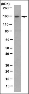 Anti-SSH1 Antibody, clone 12C6.1 clone 12C6.1, from mouse