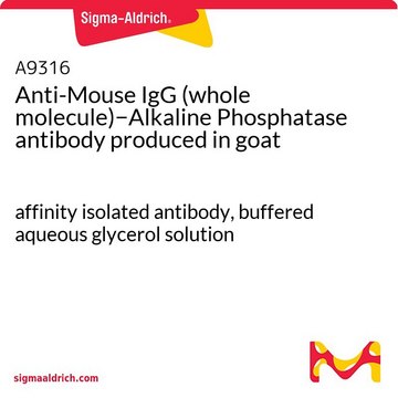 Anti-Maus-IgG (Gesamtmolekül)&#8722;Alkalische Phosphatase in Ziege hergestellte Antikörper affinity isolated antibody, buffered aqueous glycerol solution