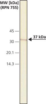 Anti-Caspase 9 antibody,Mouse monoclonal clone CAS9, purified from hybridoma cell culture