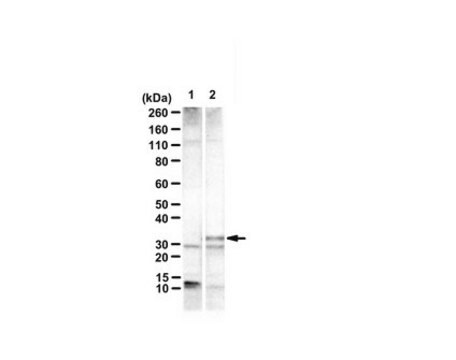 Anti-UVRAG-FS mutant from rabbit