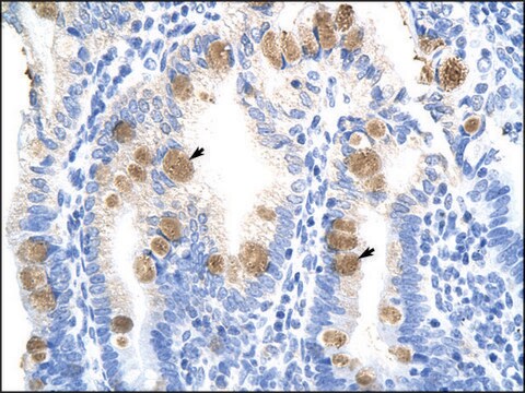 Anti-TEAD3 (AB2) antibody produced in rabbit affinity isolated antibody