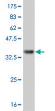 Monoclonal Anti-IL8 antibody produced in mouse clone 4E3, purified immunoglobulin, buffered aqueous solution