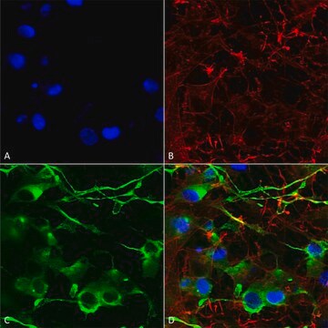 Monoclonal Anti-Vglut1 - Hrp antibody produced in mouse clone S28-9, purified immunoglobulin