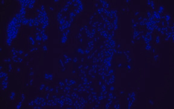 Sonda FISH Escherichia coli - Cy3 Probe for fluorescence in situ hybridization (FISH)