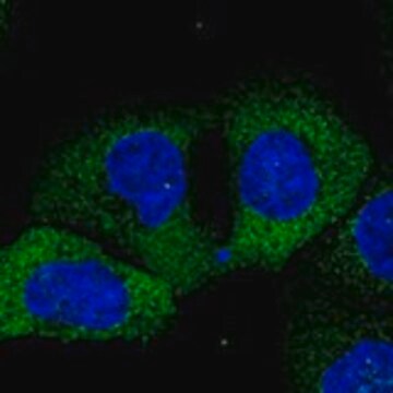 Anty-GANC Prestige Antibodies&#174; Powered by Atlas Antibodies, affinity isolated antibody, buffered aqueous glycerol solution