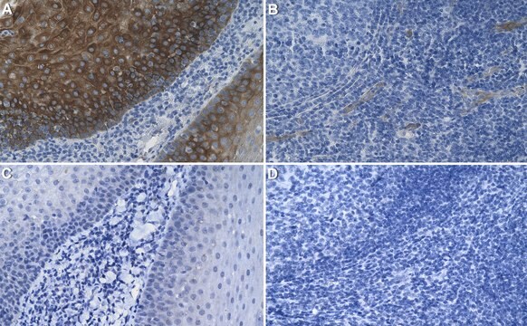 Przeciwciało przeciwreceptorowi histaminowemu4, klon 1E18 10889 Królik monoklonalny recombinant, expressed in HEK 293 cells