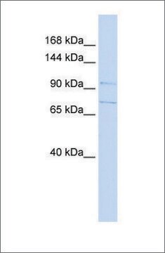 Anti-SLC8A3 antibody produced in rabbit affinity isolated antibody