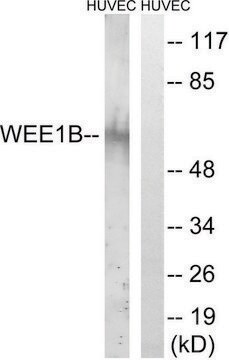 Anti-WEE2 antibody produced in rabbit affinity isolated antibody