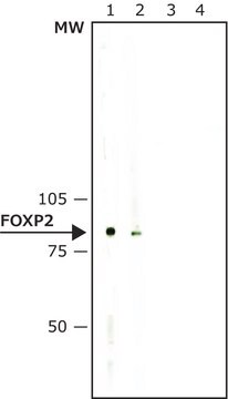 Anti-FOXP2 antibody produced in rabbit IgG fraction of antiserum, buffered aqueous solution