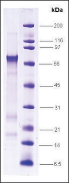 MDM2 ヒト recombinant, expressed in E. coli, &#8805;80% (SDS-PAGE), buffered aqueous solution