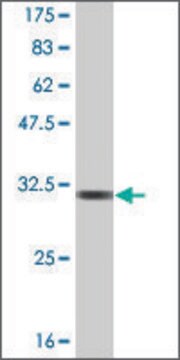 Monoclonal Anti-GNRH1, (C-terminal) antibody produced in mouse clone 1C2, ascites fluid