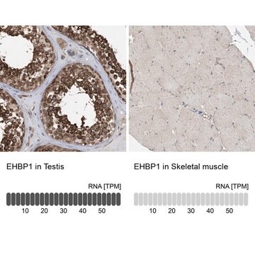 Anti-EHBP1 antibody produced in rabbit Prestige Antibodies&#174; Powered by Atlas Antibodies, affinity isolated antibody, buffered aqueous glycerol solution