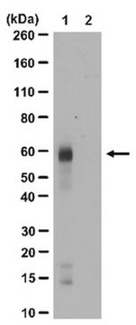 Anti-Acetyl-c-Myc (Lys148)-Antikörper from rabbit, purified by affinity chromatography