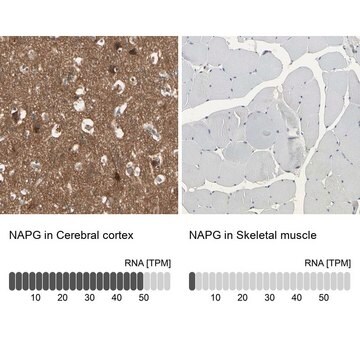 Anti-NAPG antibody produced in rabbit Prestige Antibodies&#174; Powered by Atlas Antibodies, affinity isolated antibody, buffered aqueous glycerol solution