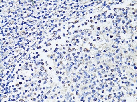 Anti-CD86 antibody produced in rabbit